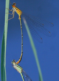 Orange Bluet